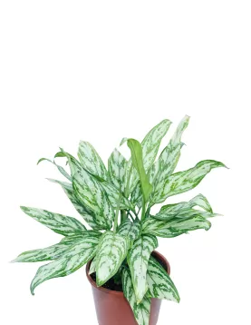 AGLONIMA SILVER POT 18CM - HIGHT 50CM