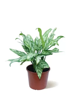 AGLONIMA SILVER POT 18CM - HIGHT 50CM