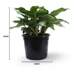 AGLONIMA SILVER  3PP 25C POT - HIGHT 45 CM