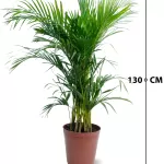 CHRYSALIDOCARPUS (ARECA) POT 30 CM -HIGHT 130 CM