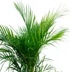 CHRYSALIDOCARPUS (ARECA) POT 30 CM -HIGHT 130 CM