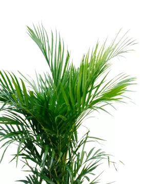 CHRYSALIDOCARPUS (ARECA) POT 30 CM -HIGHT 100 CM