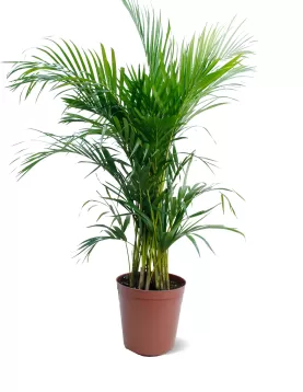 CHRYSALIDOCARPUS (ARECA) POT 30 CM -HIGHT 130 CM