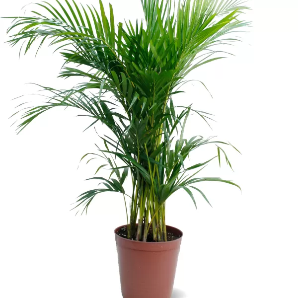 CHRYSALIDOCARPUS (ARECA) POT 30 CM -HIGHT 130 CM