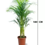 CHRYSALIDOCARPUS (ARECA) POT 30 CM -HIGHT 180 CM