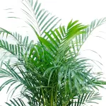 CHRYSALIDOCARPUS (ARECA) POT 30 CM -HIGHT 180 CM