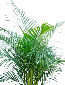 CHRYSALIDOCARPUS (ARECA) POT 30 CM -HIGHT 130 CM