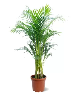 CHRYSALIDOCARPUS (ARECA) POT 30 CM -HIGHT 180 CM