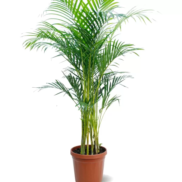 CHRYSALIDOCARPUS (ARECA) POT 30 CM -HIGHT 180 CM