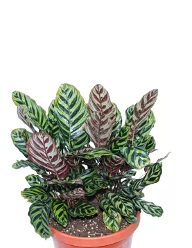 CALATHEA MAKOYANAE  POT 30 CM - HIGHT 60 CM