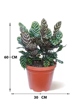 CALATHEA MAKOYANAE  POT 30 CM - HIGHT 60 CM
