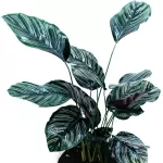 INDOOR PLANT DESIGN (CALATHEA SANDERIANA) POT 35 CM