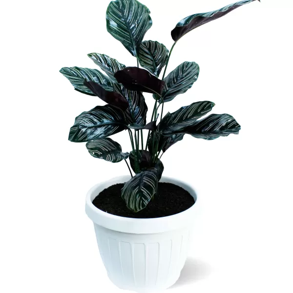 INDOOR PLANT DESIGN (CALATHEA SANDERIANA) POT 35 CM