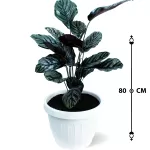 INDOOR PLANT DESIGN (CALATHEA SANDERIANA) POT 35 CM