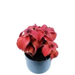 COLEUS POT 17 CM -HIGHT 30 CM (BLACK POT)