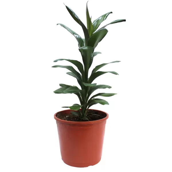 CORDYLINE GLAUCA - POT 18 CM - HIGHT 55CM