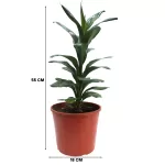 CORDYLINE GLAUCA - POT 18 CM - HIGHT 55CM