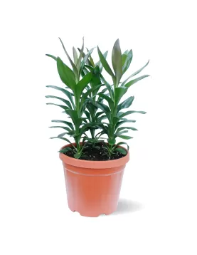 CORDYLINE GLAUCA POT 30 CM - HIGHT 75 CM