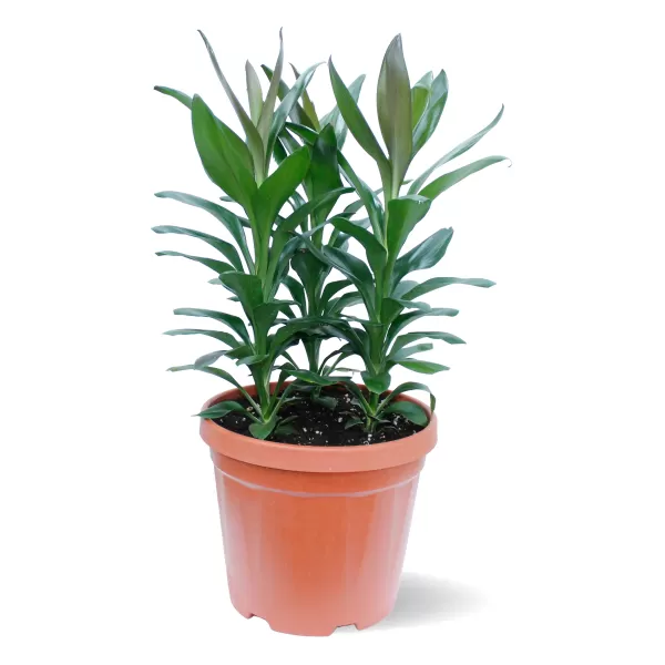 CORDYLINE GLAUCA POT 30 CM - HIGHT 75 CM