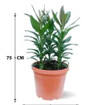 CORDYLINE GLAUCA POT 30 CM - HIGHT 75 CM