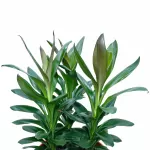 CORDYLINE GLAUCA POT 30 CM - HIGHT 75 CM