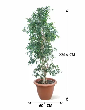 FICUS BENJAMINA POT 60 CM - HIGHT 220 CM