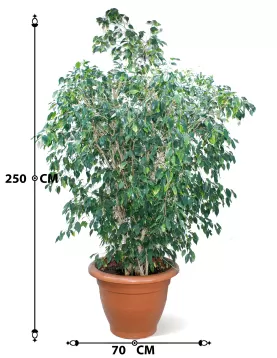 FICUS BENJAMINA POT 70 CM - HIGHT 250 CM