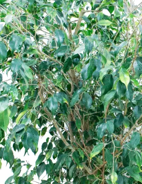 FICUS BENJAMINA POT 70 CM - HIGHT 250 CM