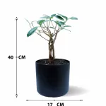 FICUS MICROCARBA POT 17 CM - HIGHT 30 CM  (BLACK POT)