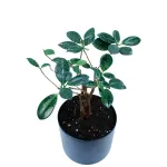 FICUS MICROCARBA POT 17 CM - HIGHT 30 CM  (BLACK POT)