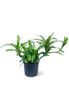 NIDULARIUM MIX  12Cm- HEIGHT 30CM