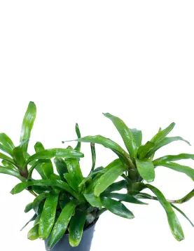 NIDULARIUM MIX  12Cm- HEIGHT 30CM