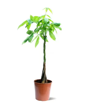 PACHIRA POT 19CM - HIGHT 90 CM