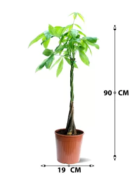 PACHIRA POT 19CM - HIGHT 90 CM