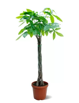 PACHIRA POT 30 CM  - High 140CM