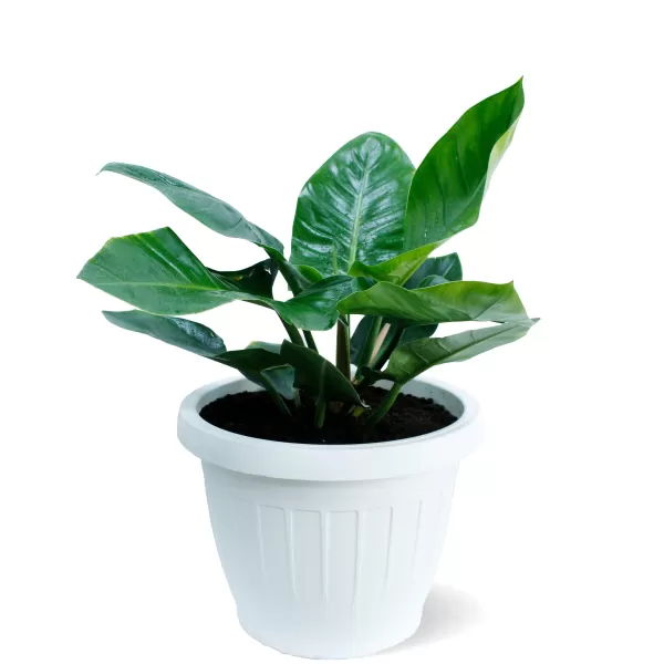 INDOOR PLANT DESIGN (PHILO.IMPERIAL) POT 40CM