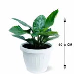 INDOOR PLANT DESIGN (PHILO.IMPERIAL) POT 40CM