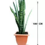 SANSVERIA GREEN POT 30 CM -HIGHT 100 CM