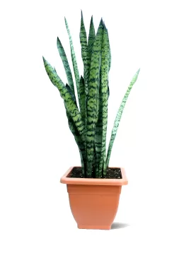 SANSVERIA GREEN POT 30 CM -HIGHT 100 CM