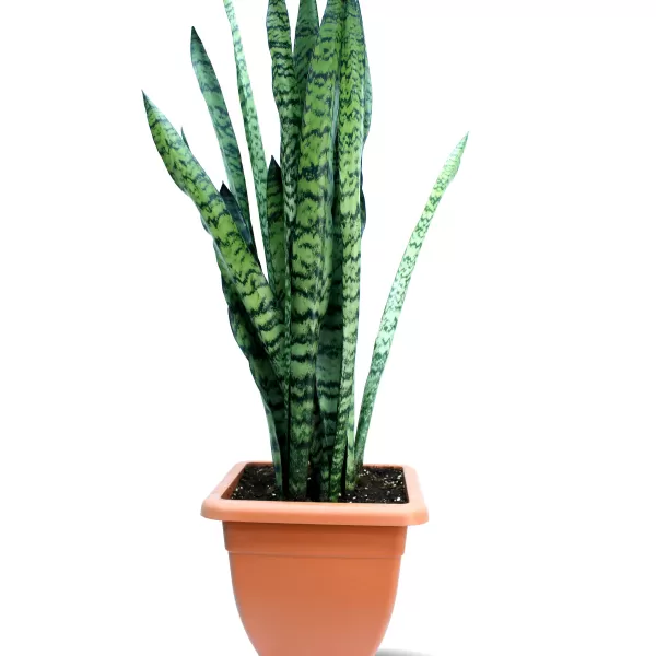 SANSVERIA GREEN POT 30 CM -HIGHT 100 CM