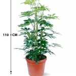 SCHEFFELERA POT 30 CM - HIGHT 110 CM