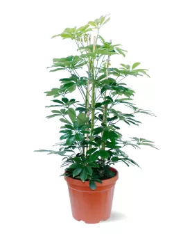 SCHEFFELERA POT 30 CM - HIGHT 110 CM