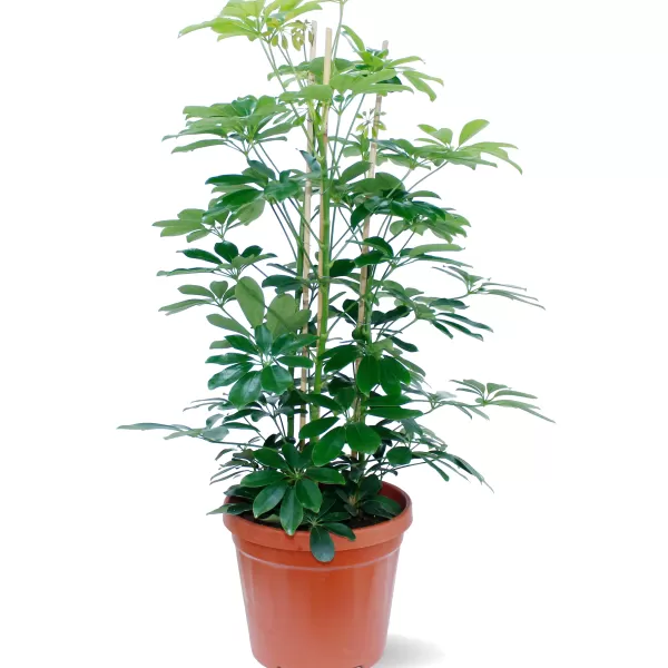 SCHEFFELERA POT 30 CM - HIGHT 110 CM