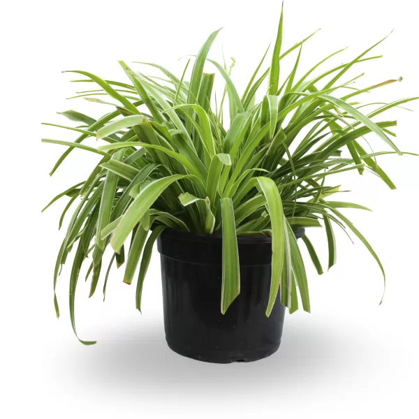 CHLOROPHYTUM (SPIDER PLANT) POT 25 CM -HIGHT 50 CM