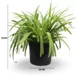 CHLOROPHYTUM (SPIDER PLANT) POT 25 CM -HIGHT 50 CM