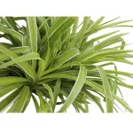 CHLOROPHYTUM (SPIDER PLANT) POT 25 CM -HIGHT 50 CM