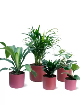 INDOOR BUNDLE OFFER (PINK POT)