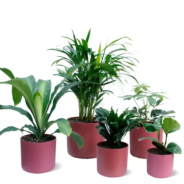 INDOOR BUNDLE OFFER (PINK POT)