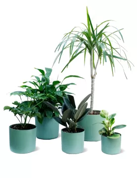 INDOOR BUNDLE OFFER (GREEN POT)