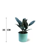 INDOOR BUNDLE OFFER (GREEN POT)